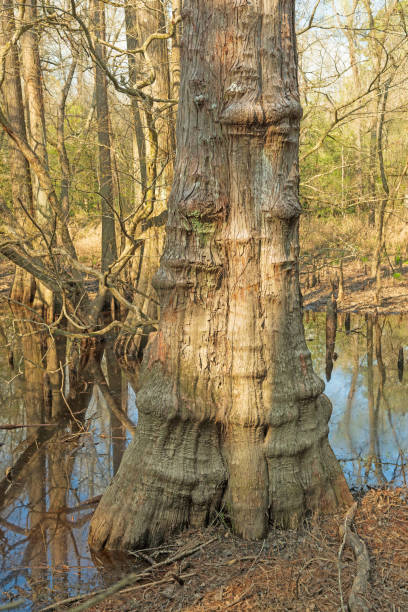 Distictive Tupelo Tree in a Marshland in Big Thicket National Preserve in Texas