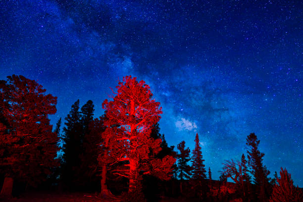 Night View Ponderosa Pine Milky Way Galaxy Astro Landscape - Night photography in mountainous dark sky area. Summer view of Milky Way Glactic Core. Tree light painted with red light.