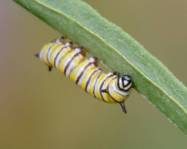 istock Monarch Caterpillar on a Milkweed leaf 2156825763
