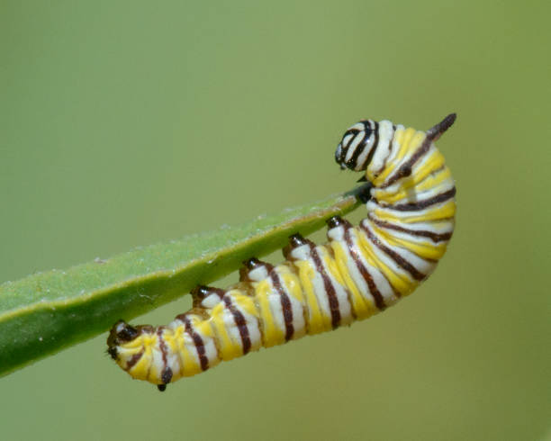 istock Monarch Butterfly Caterpillar on a Milkweed Leaf 2156825764