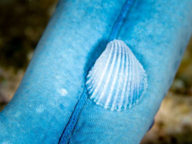 istock Parasitic Crystalline Snail Feeding on Blue Sea Star 2156826620