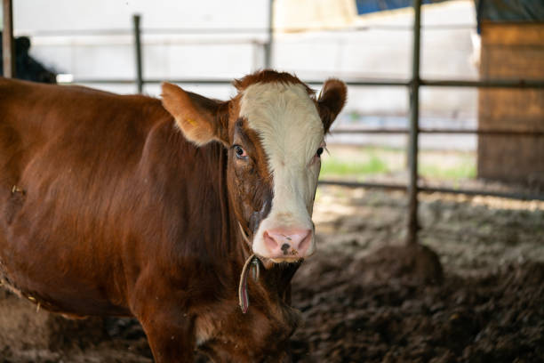 Bulls and cows raised for slaughter on Eid al-Adha