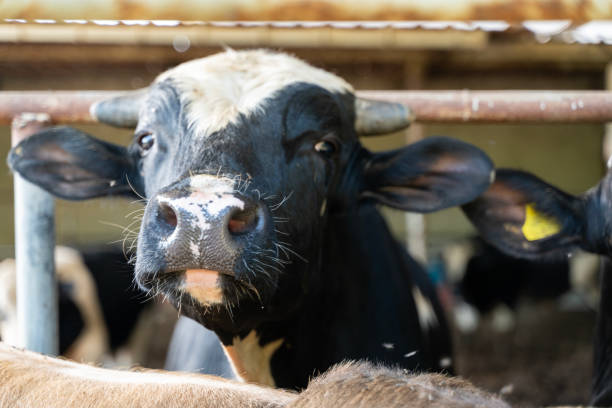 istock Cows are ready for sale for Eid al-Adha 2156826641