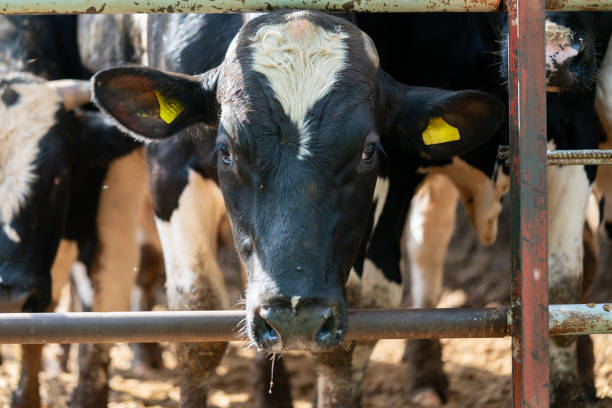 istock Cows are ready for sale for Eid al-Adha 2156826646