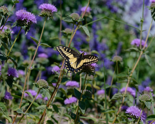 An image of a Western swallowtail butterfly feeding on a coyote mint ( Monardella Villosa ) flower.. Coyote Mint is native to the Western United States. This photograph was taken in Suisun City, California.