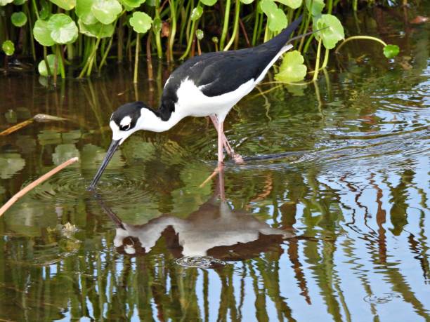 istock Black-necked Stilt (Himantopus mexicanus) -       foraging in the wetlands 2156827668