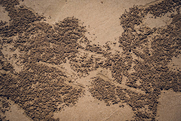istock Crabs dug holes and left sand balls on the beach 2156828362