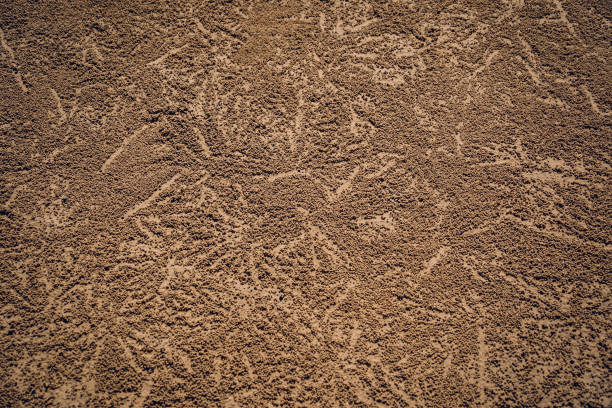 Crabs dug holes and left sand balls on the beach.