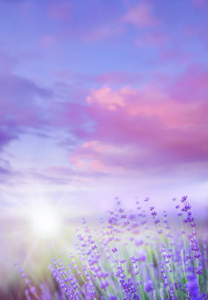 istock Lavender field. Blossom summer purple field 2156828827