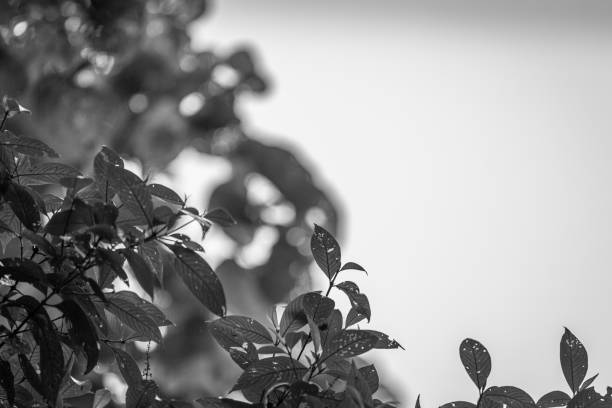 Monochrome Abstract Exposure of Rain Forest Vegetation in Costa Rica. Great for print and frame on the wall.