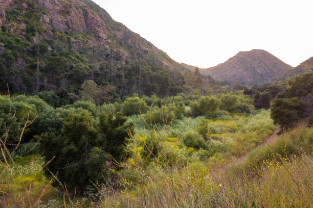 Views of the rough and rocky terrain, with the lush foliage, along with the creek, at Malibu Creek State Park
