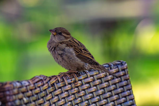 This image shows a House Sparrow