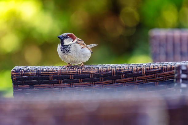 A House Sparrow