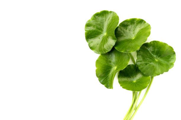 istock Fresh centella asiatica leaves. Gotu kola herb plant 2156834945
