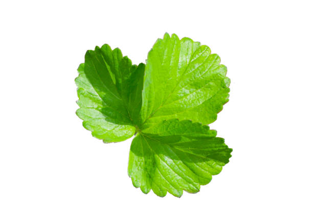 Fresh strawberry leaves on white background
