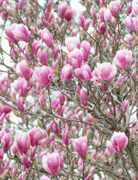 istock Beautiful Spring Tulip-Magnolia tree- Howard County, Indiana 2156835334