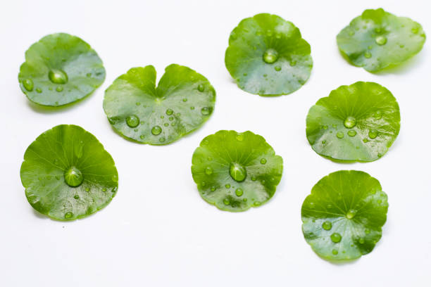 istock Fresh centella asiatica leaves with rain drop. Gotu kola herb plant 2156837441
