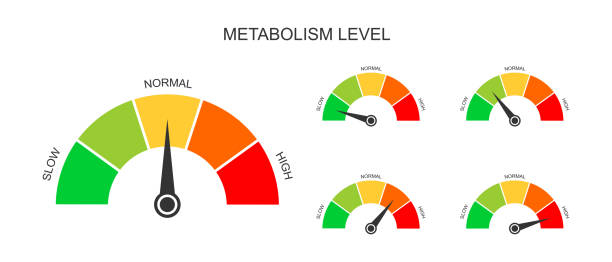 set dasbor pengukur metabolisme dengan panah. tingkat metabolisme yang berbeda dari lambat ke tinggi. grafik tingkat tubuh mana yang mengubah makanan dan minuman menjadi energi. ilustrasi datar vektor - metabolisme ilustrasi stok