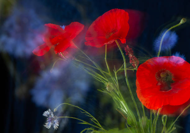Woman in poppies.