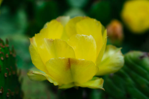 Prickly Pear Cactus Blooming Flower Summer Garden