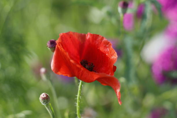 istock Red Poppy Flower in bloom 2156839336