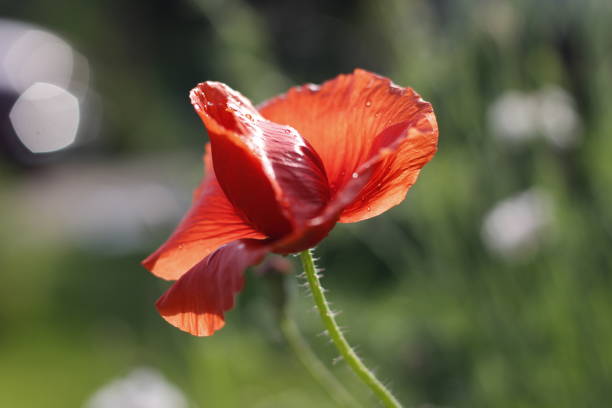 Growing native and oriental flowers for pollinators