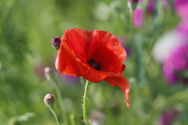 istock Red Poppy Flower in bloom 2156839345