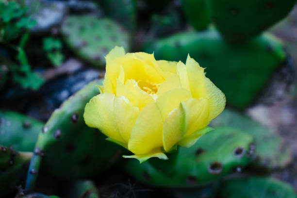 Blooming Prickly Pear Cacti Scenic Landscapes and Closeup Detail - Yellow flowers in early summer in high desert region. Colorful cactus plants at peak bloom.