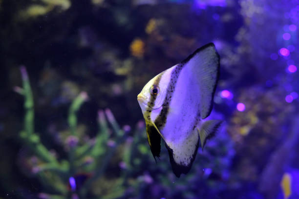 istock Teira batfish in aquarium water 2156839738