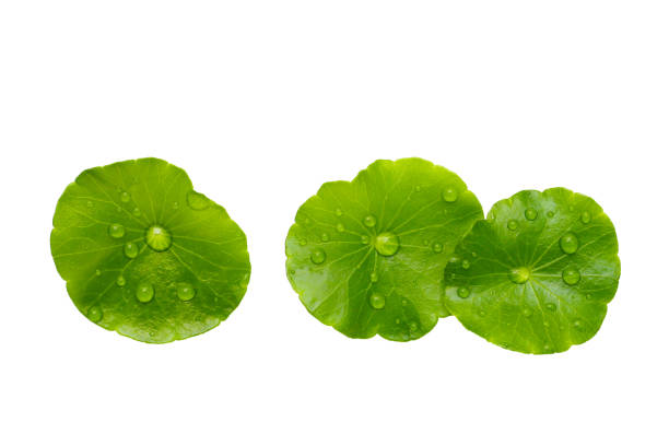 istock Fresh centella asiatica leaves with rain drop. Gotu kola herb plant 2156840348