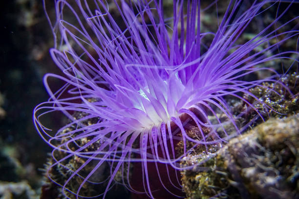 istock Close up of anemone underwater 2156840430