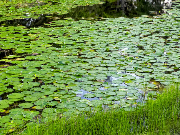 Water lily leaves at pond in Sarasota Florida