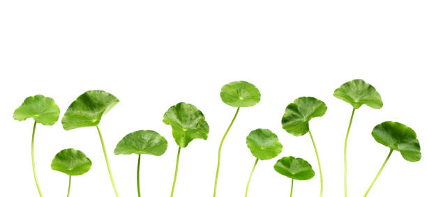 istock Fresh centella asiatica leaves. Gotu kola herb plant 2156843462