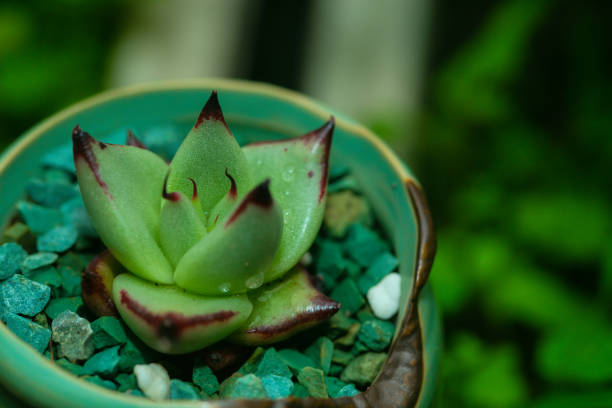Still Life Photography - Succulent Plants