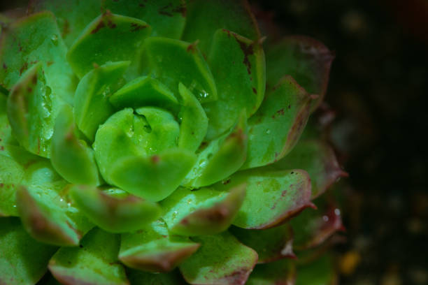 Still Life Photography - Succulent Plants