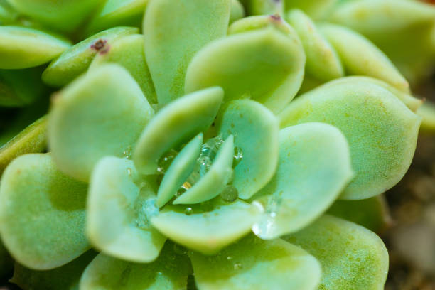 Still Life Photography - Succulent Plants
