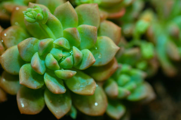 Still Life Photography - Succulent Plants