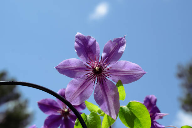 Clematis Flower in a Spring Garden