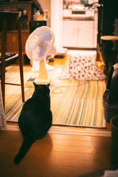istock The cat in the corner 2156849491