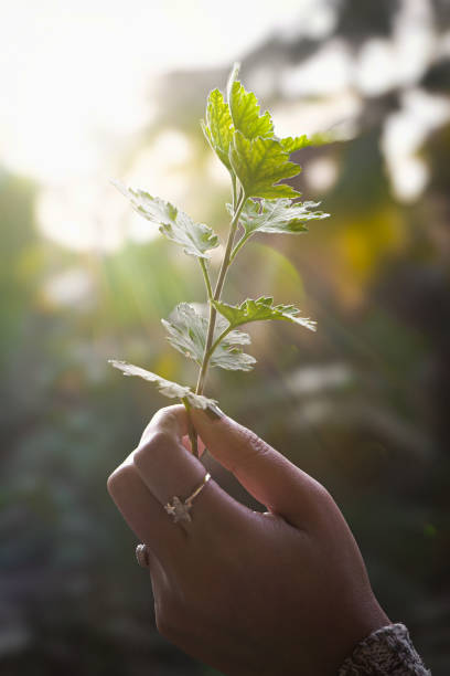 istock Woman's Hands Holding Leaf Twigs with morning sunlight in the background 2156849589