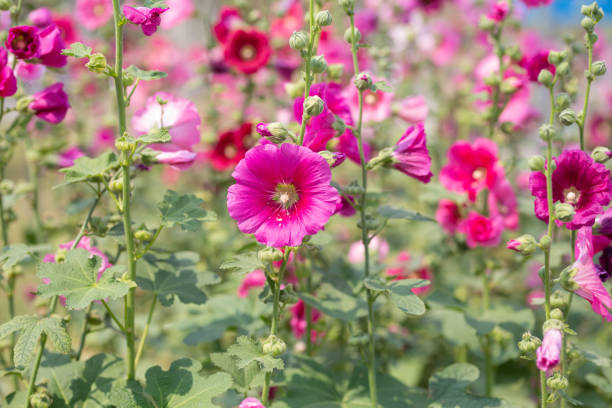 istock Deep pink flowers blooming in the garden 2156851668