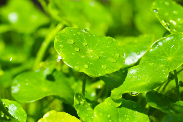 istock Centella asiatica (gotu kola). Fresh green leaves herb background. 2156851996