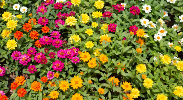 istock Zinnia flower in the garden 2156852135