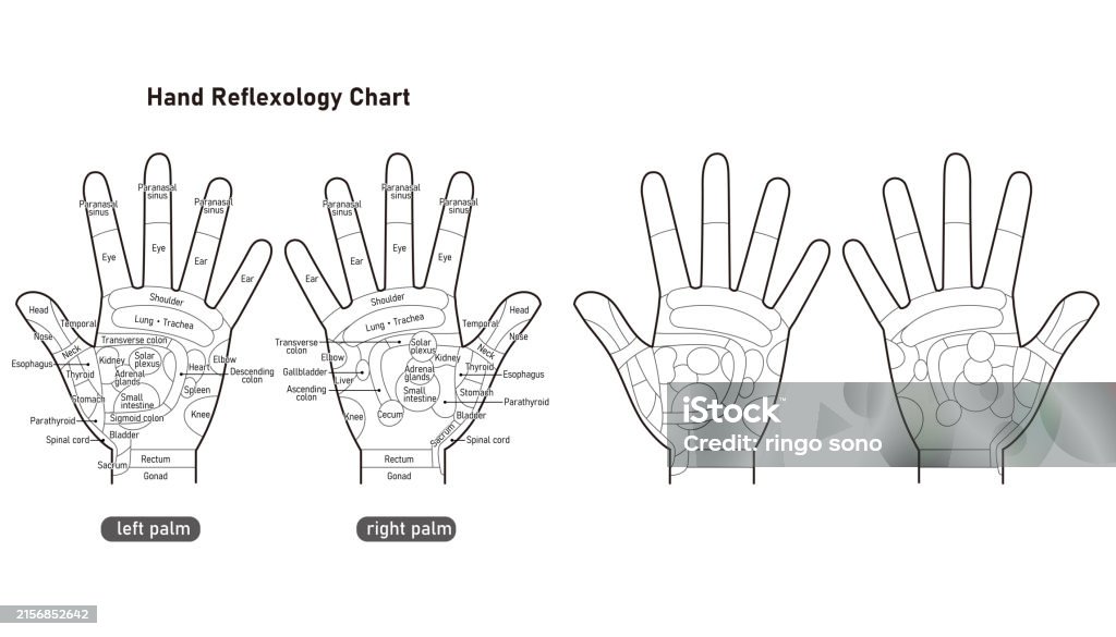 Hand Reflex Scale Palm Reflexes And Hand Pressure Points A Set Of Illustrations Stock ...