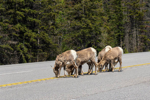 istock Sheep in Jasper national park 2156852951