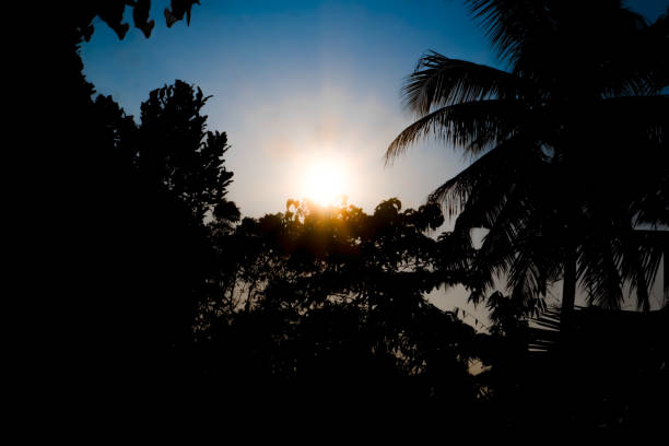 istock The sun behind the trees in the early morning 2156855246