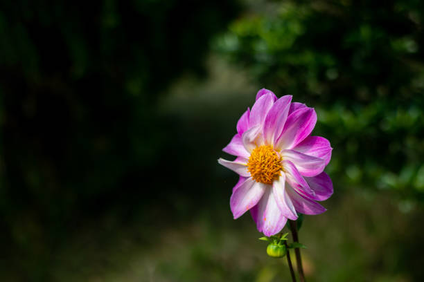 Dahlia plants are amazing, another example of horticultural magic. Popular varieties of colors sell out fast, so order early, late fall, or early winter