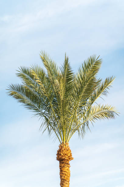 istock Palm tree with green leaves on blue background 2156862670