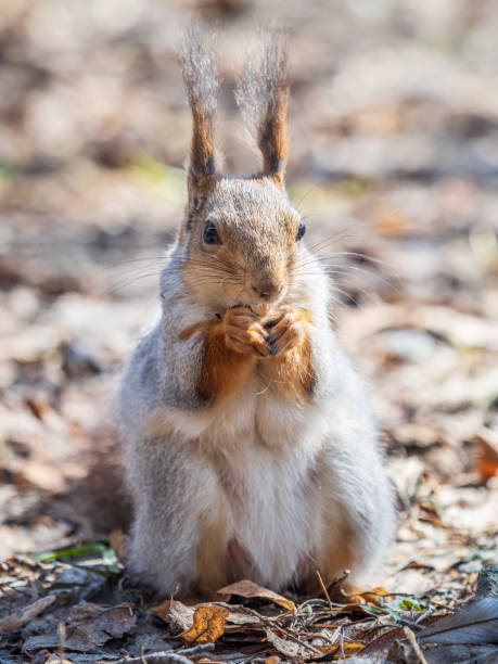 istock Squirrel in autumn or spring with nut on the green grass with fallen yellow leaves 2156863924