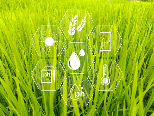 istock Use technology to check the yield of rice fields. Farmers use technology to check the yield of modern rice fields. 2156865352